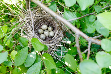Obraz premium Sylvia communis. The nest of the Whitethroat in nature.