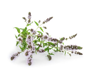 Fresh mint with flowers on white background