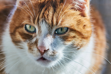 Portrait of a white-red-haired domestic cat.