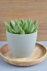Succulent in Gray Pot Wooden Background Plate Green