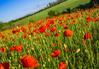 Field of poppies on a sunset