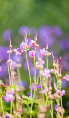 Fototapeta premium Rock Crane's Bill (Geranium macrorrhizum) in a Garden