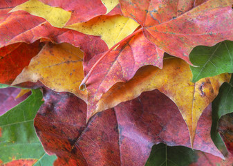 Natural leaf background.
