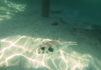 Fish puffer on a sandy bottom