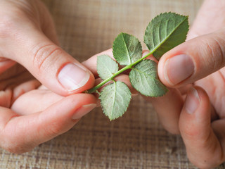 Spider mites on the roses. Diseases of plants.
