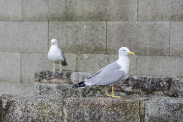 Mewy w Portugalii © M. M. Czarnecki
