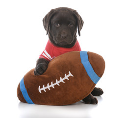 cute labrador retriever puppy with a football