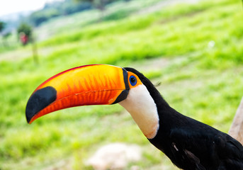 Naklejka premium Toco toucan bird in boca de valeria, brazil.