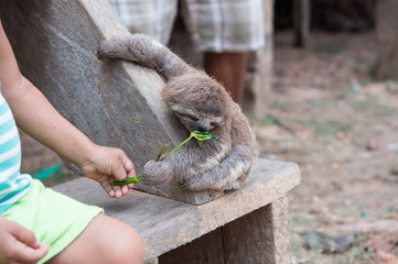 Sloth eating green plant from childs hand