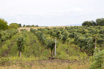 Concept of vine. View of green vineyard row in summer time. Moldova,  august 2017. 