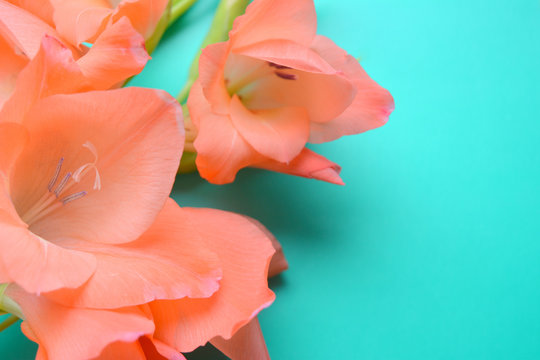 Fototapeta Gentle romantic bright pastel composition. Coral flowers and buds of gladiolus on turquoise.Floral background.Congratulations, postcard.Mocked up..Flat lay.