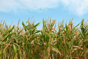 Obraz premium Beautiful view of corn field