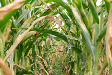 Beautiful view of corn field
