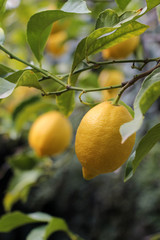 Ripe lemon fruits on the branches of the lemon tree.