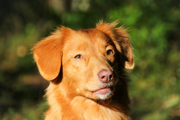 Portrait eines Nova-Scotia-Duck-Tolling-Retrievers