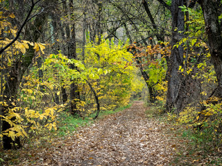 Autumn Path through the Forest