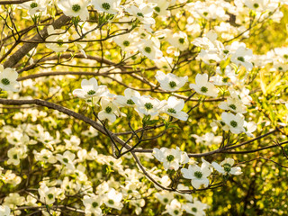 Tapestry of White Dogwoods Overhead