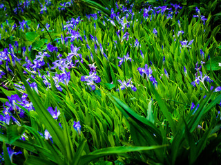 Small, Blue Irises
