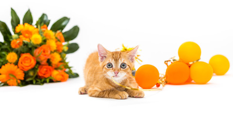Kleines süßes oranges Kätzchen in Geburtstagsdekoration 