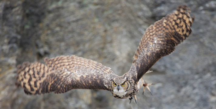 Bubo poensis - Grand-Duc &agrave; aigrettes - Fraser's Eagle Owl