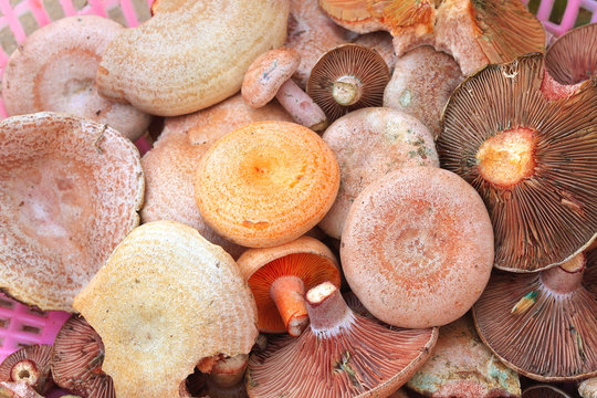 Fresh wild mushrooms