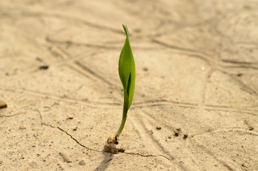 A lone green sprout broke from the grain on the parched soil.