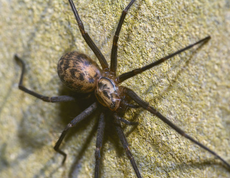 Black Lace Weavers Spider C, Amaurobius ferox, Shallow Depth of Field, Autumn 2017 Macro Nature Photography