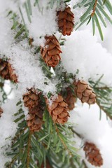 Snow Pine Cones