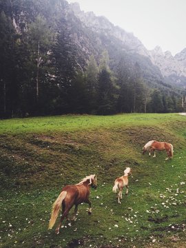 random horse encounter