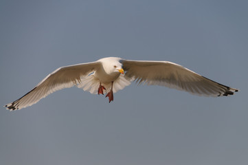 Seagull on the Beach in Borkum