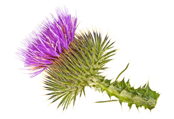 Thistle flower head isolated against white background