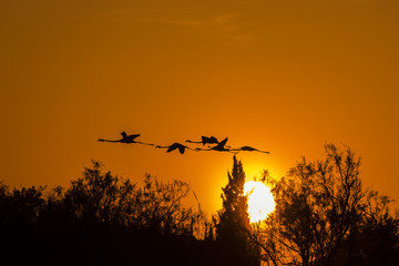 Fenicotteri al tramonto