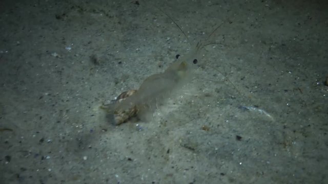 Eyes of Baltic prawn (Palaemon adspersus), Night Shooting, Shrimp Transparent