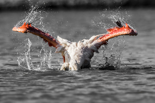 Battito d'ali del fenicottero rosa © steferra81