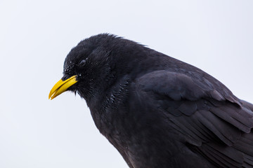 Portrait - Alpendohle