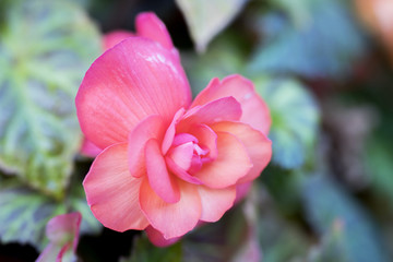 Bright flowers of tuberous begonias (Begonia tuberhybrida) close up in an English in garden