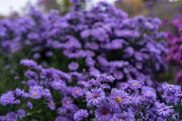 asteraceae heliantheae pink and violet in autumn end of summer
