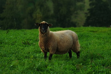 Crossbred ewe on pasture