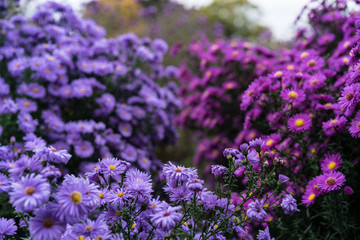 Obraz premium asteraceae heliantheae pink and violet in autumn end of summer