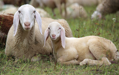 Obraz premium lamb with her mother in the middle of the flock