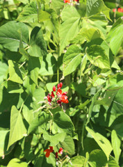 red bean plant flowers during flowering