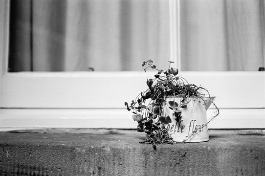 Dead flowers in decorative Belle Fleur" watering can""ead flowers in decorative"