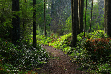 a picture of an Pacific Northwest forest trail
