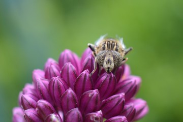 Hoverfly on a purple flower