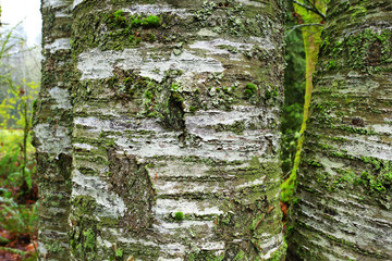 a picture of an Pacific Northwest Alder tree trunk