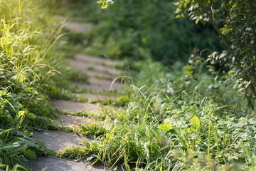 footpath on th green grass in the park