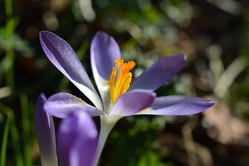 Crocus in the sun