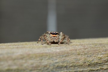 Jumping spider
