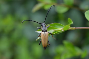 Longhorn beetle