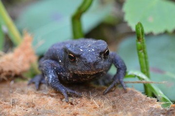 Toad